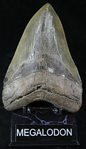 Massive Megalodon Tooth #23737
